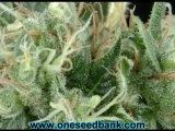 Green House Seed Co Arjan's Strawberry Haze