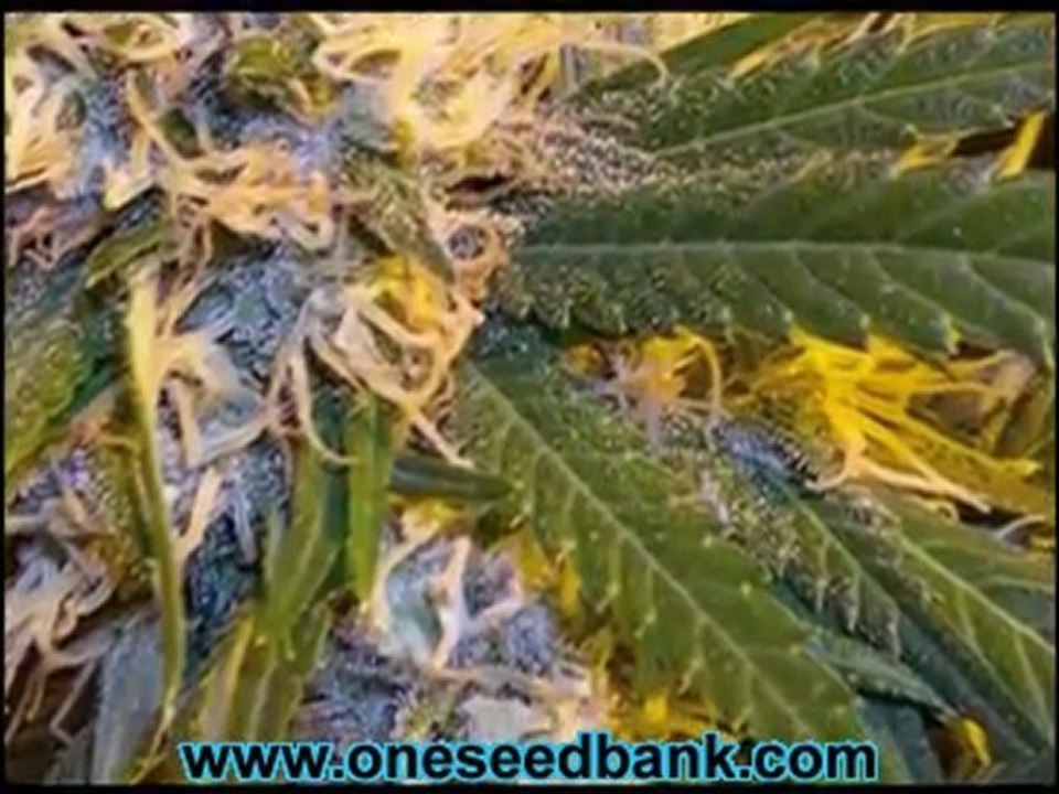 DNA Genetics Super Cannalope