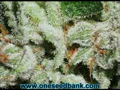 DNA Genetics Connie Chung