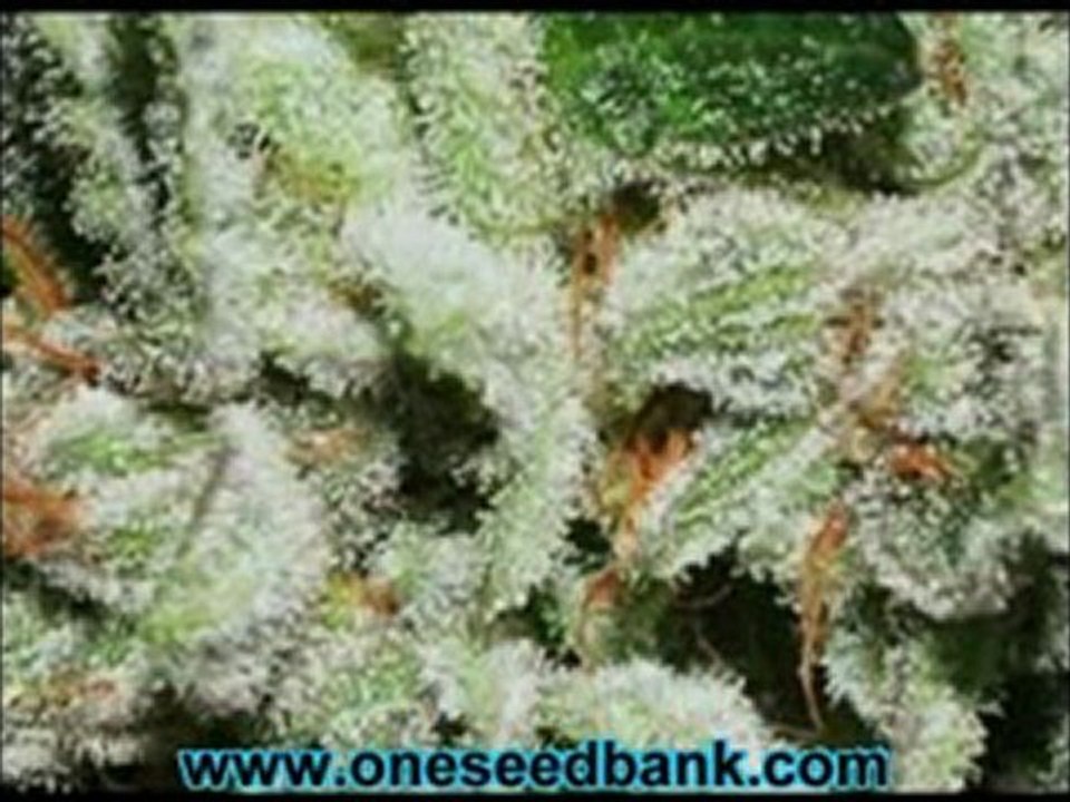 DNA Genetics Connie Chung