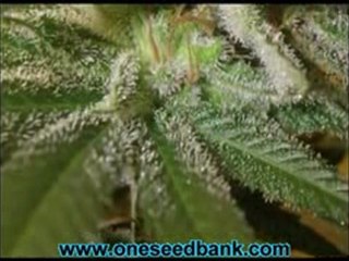 DNA Genetics Kushberry