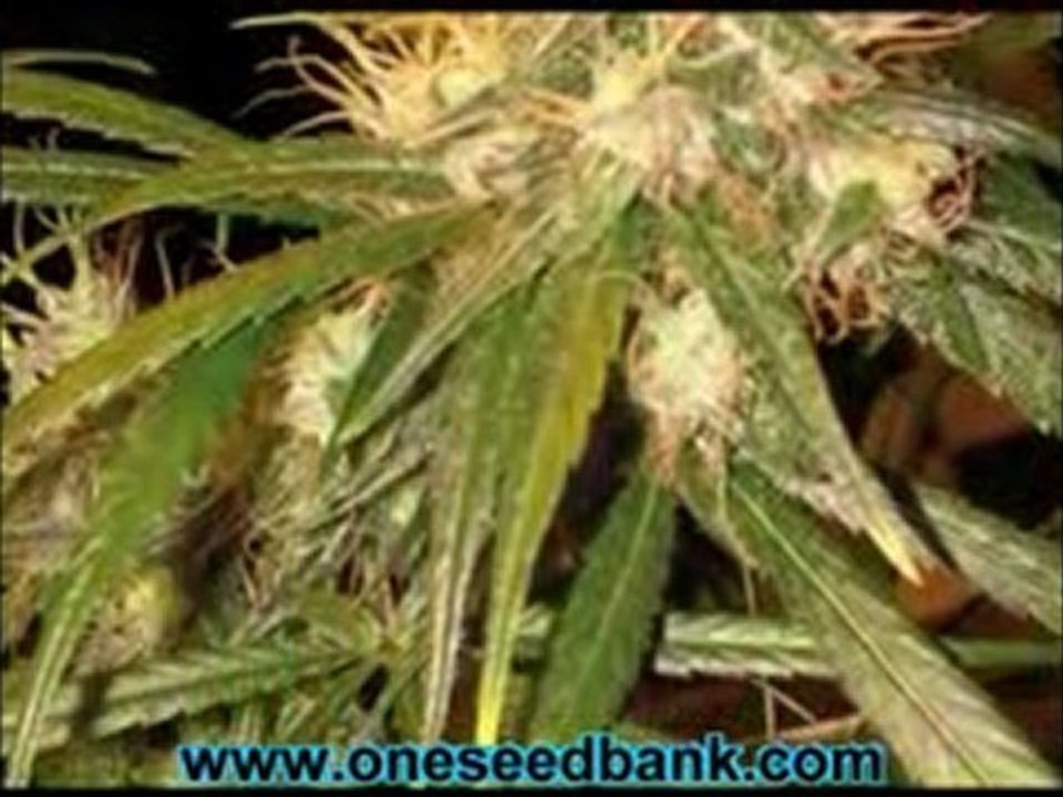 DNA Genetics C13 Haze