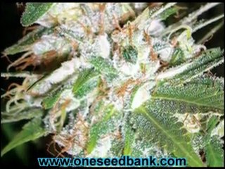 DNA Genetics LA Woman