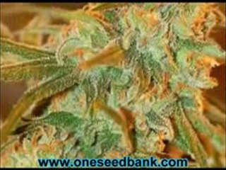 DNA Genetics Lemon Skunk