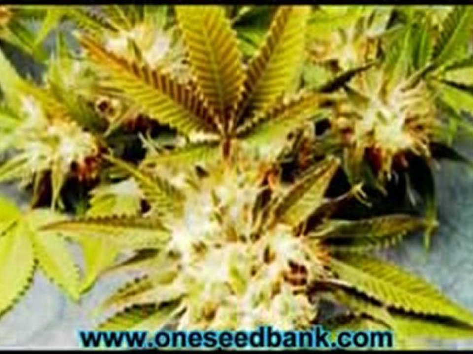 Delta 9 Labs Fruit of the Gods (F.O.G)