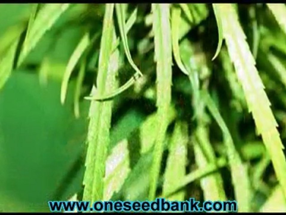 Delta 9 Labs Mekong Haze