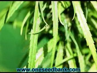 Delta 9 Labs Mekong Haze