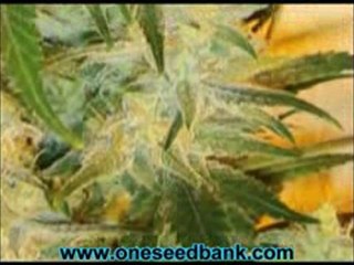 DNA Genetics Chocolope