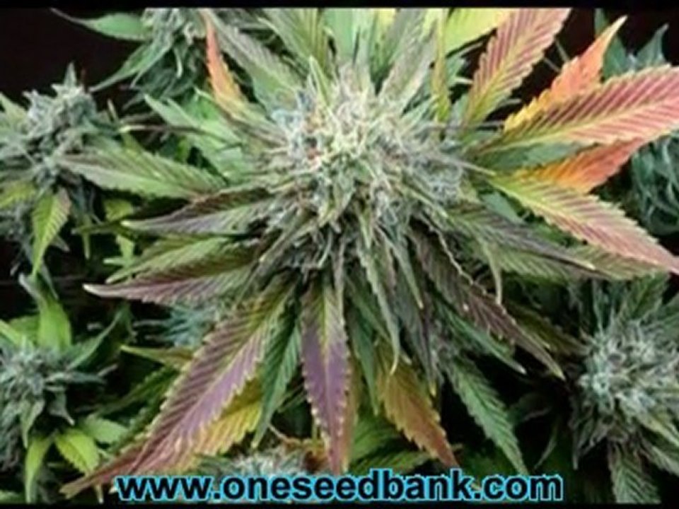 Delta9 Labs CannaSutra