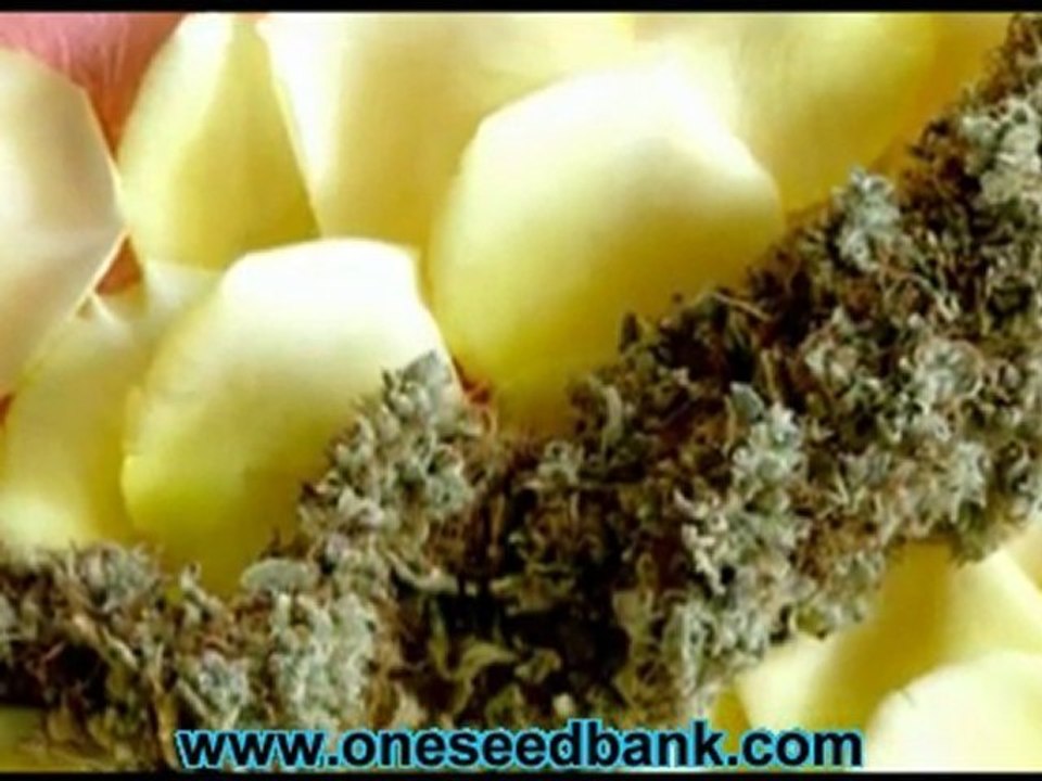 Delta 9 Labs Southern Lights