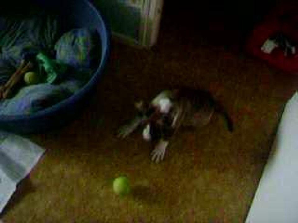 bosko et sa balle