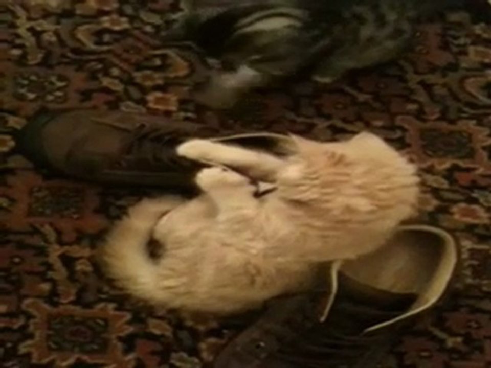 CAT'S CIRCUS TO BOSTON, soon ?.. (4)
