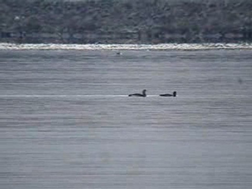 Plongeon imbrin et Plongeon arctique (2)