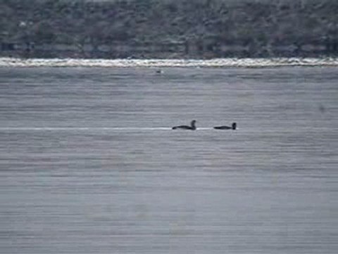 Plongeon imbrin et Plongeon arctique (2)