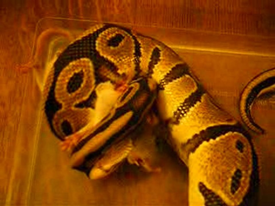 python vs raton