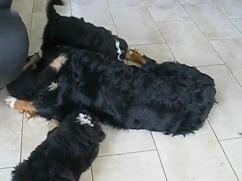 Chiots à 7 semaines