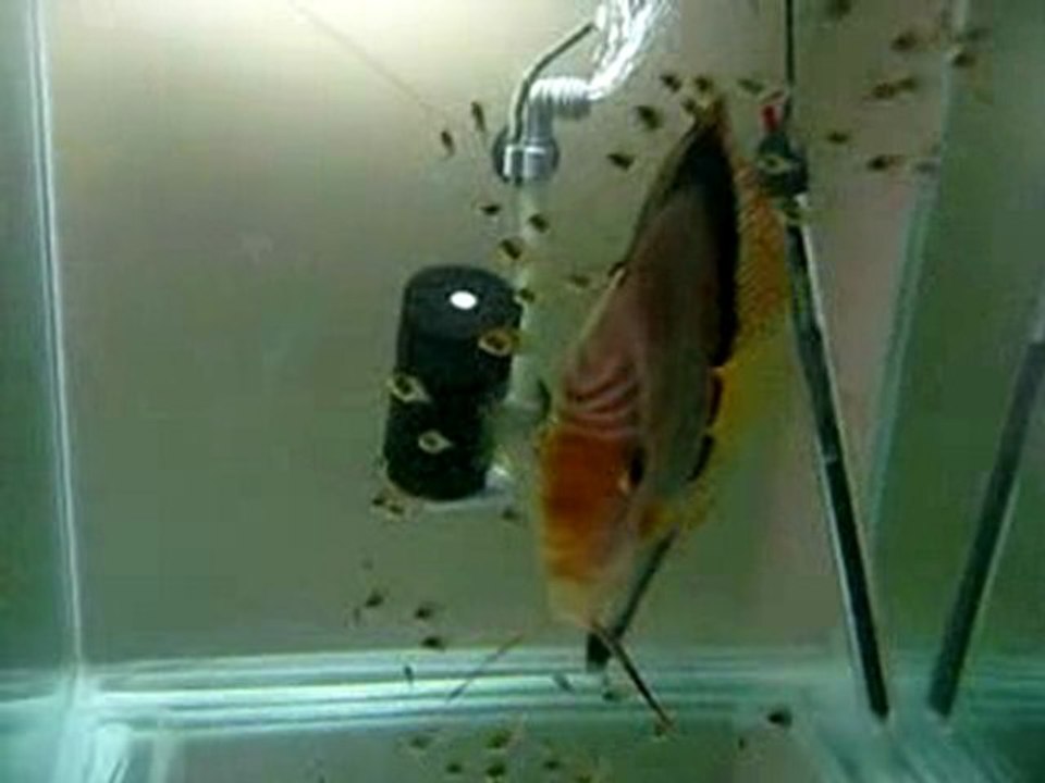 rose red valentine yavrular 15 günlük