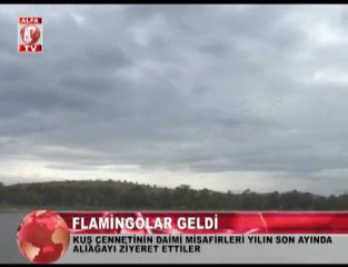 aliağa kuş cennetine flamingolar geldi