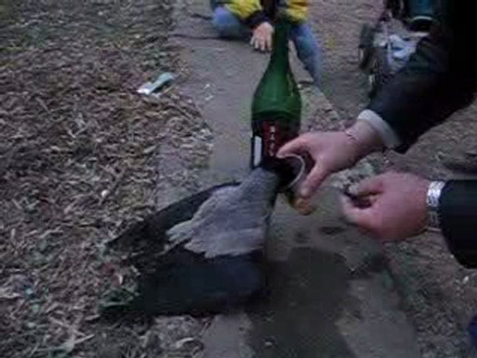 Un corbeau alcoolique