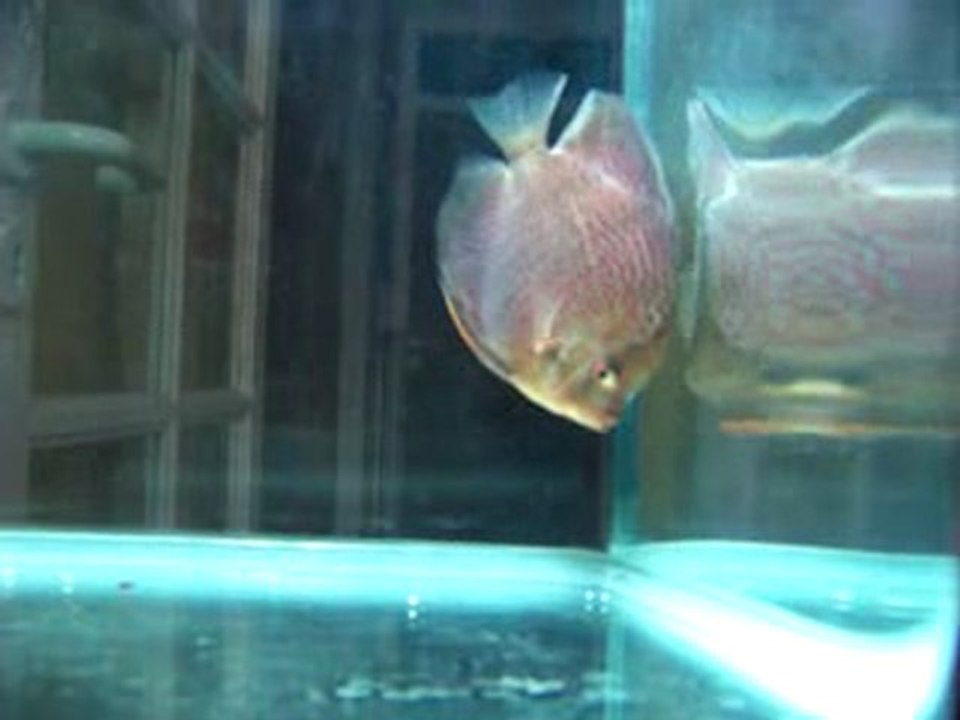 discus