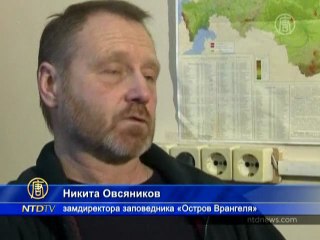 Белым медведям грозят две беды сразу