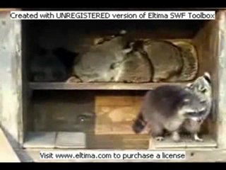 Раста еноты