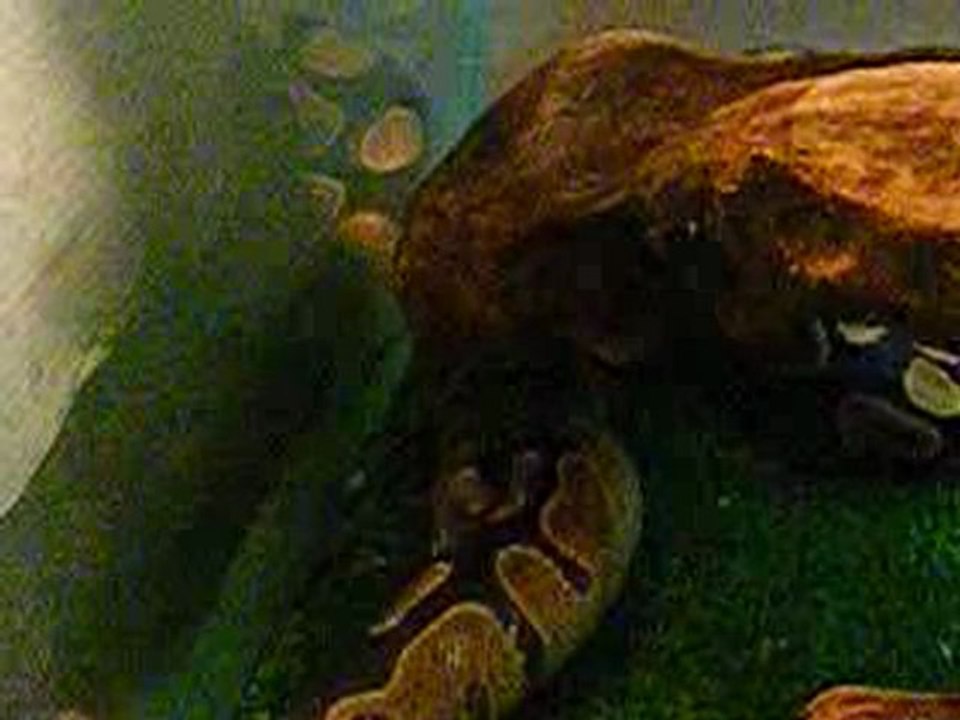 python apres enlever ca mue