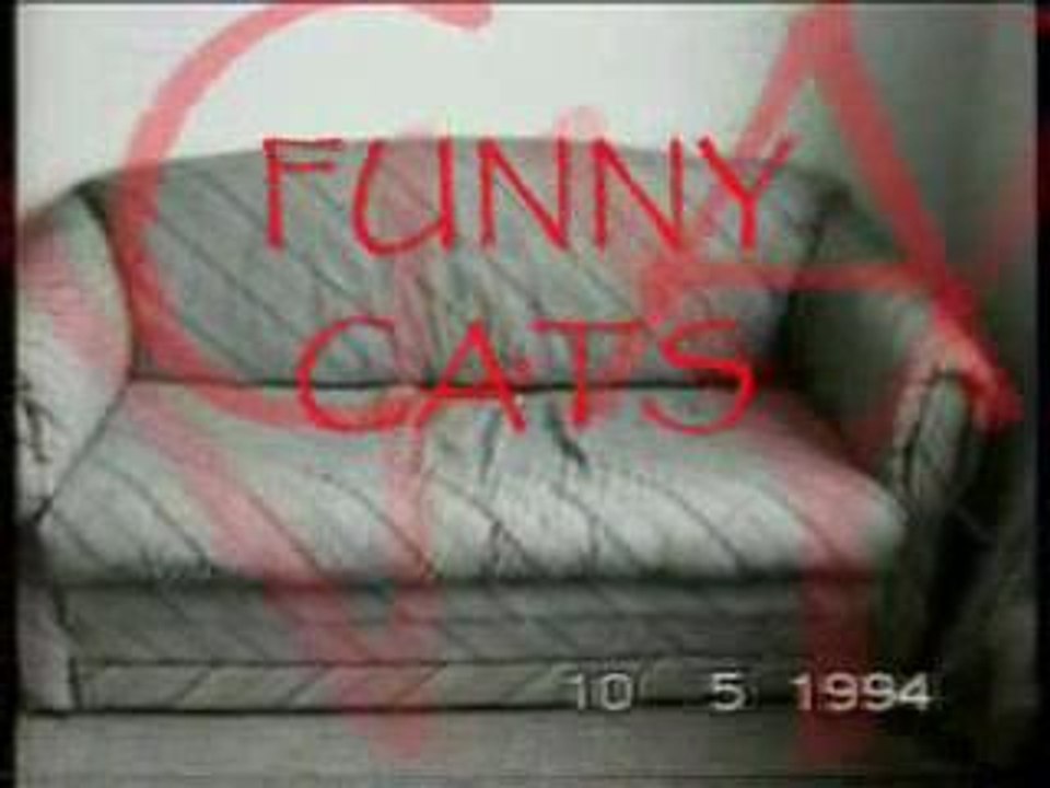 FUNNY CATS