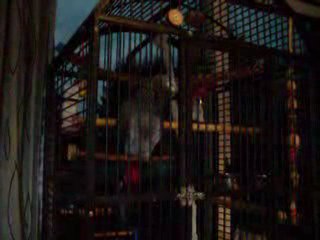 CHANT DES MESANGES 001