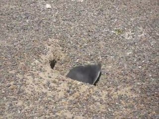 [Argentine - Punta Tombo] Manchot Trou