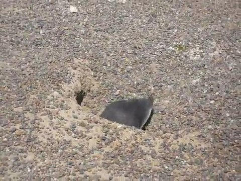 [Argentine - Punta Tombo] Manchot Trou