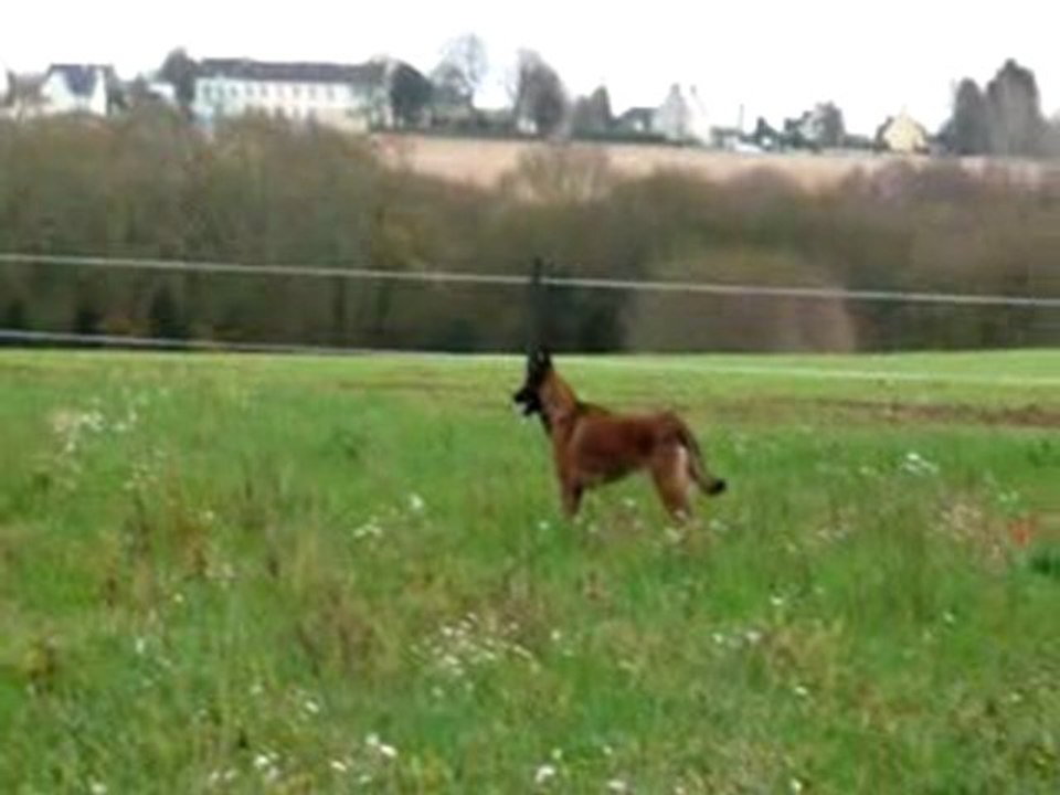 Nenette, Câline et leur nouvelle camarade de jeux