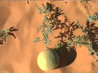 LA PRESENCE DES BERBERES EN AFRIQUE DU NORD