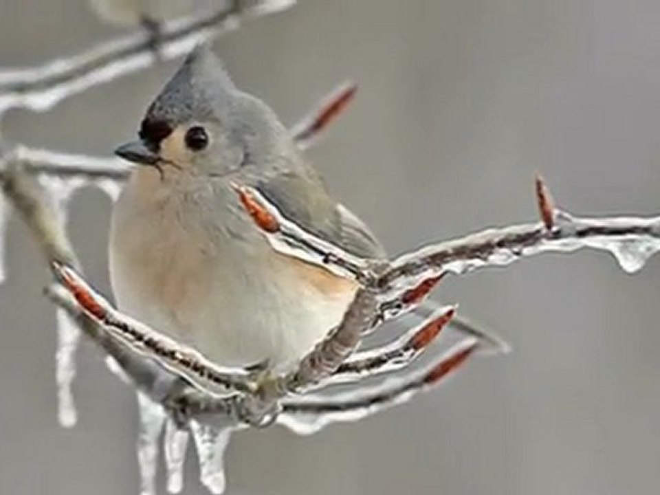 Winterwonderland
