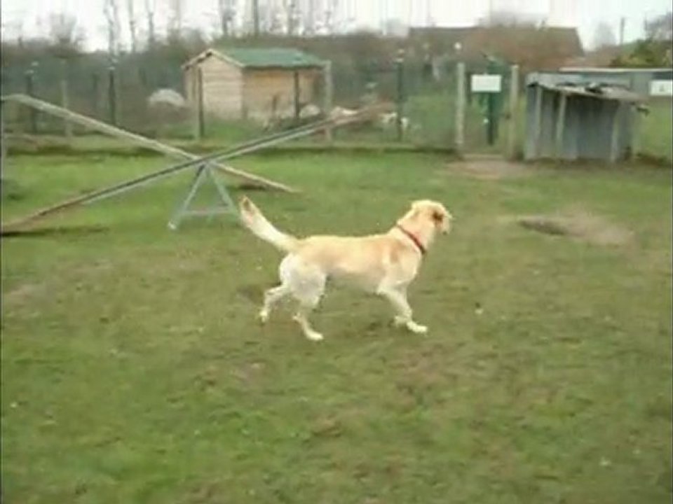 Bingo, labrador sable