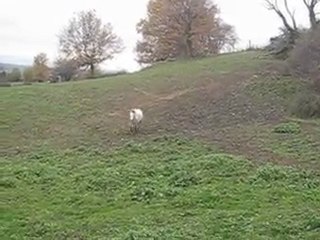 Galop au pré décembre 2009