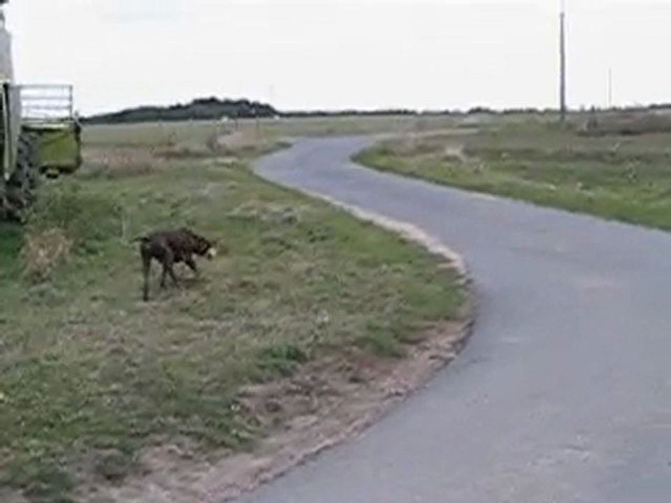 Mambo et Nina en balade