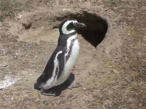 [Argentine - Punta Tombo] Demarche manchot