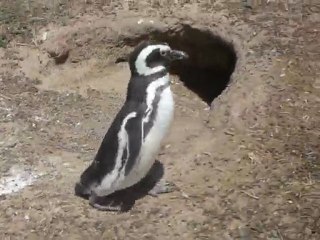 [Argentine - Punta Tombo] Demarche manchot