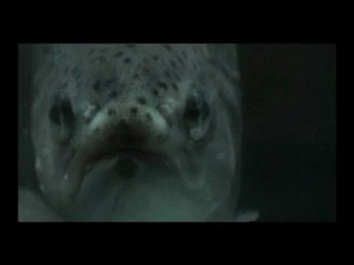 Fiction 2007 | Ismaël Auray