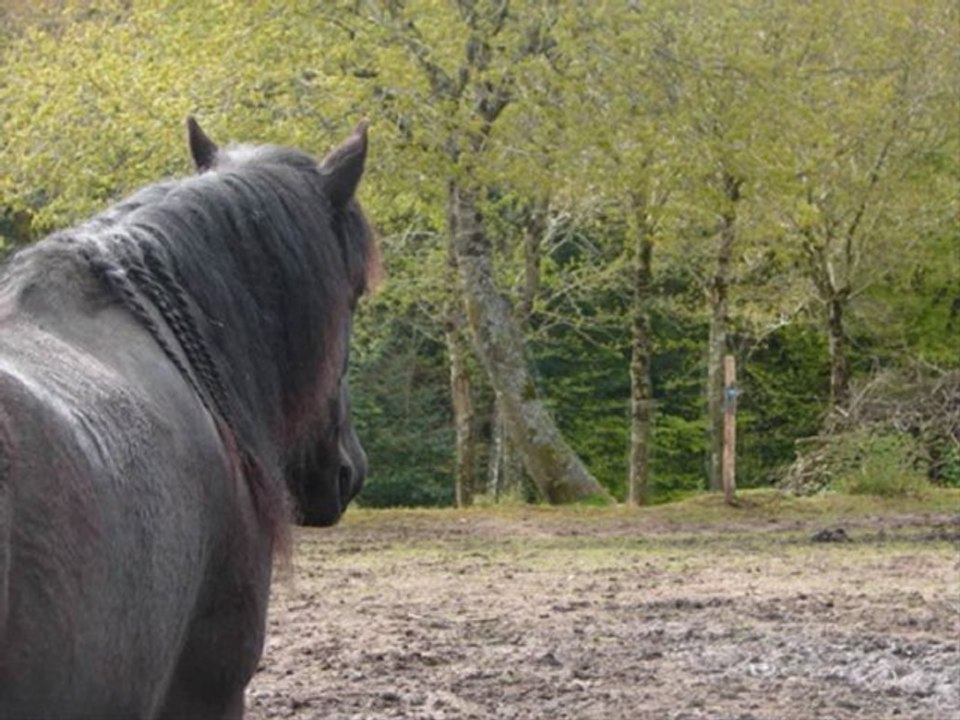 Video de Laurée <3