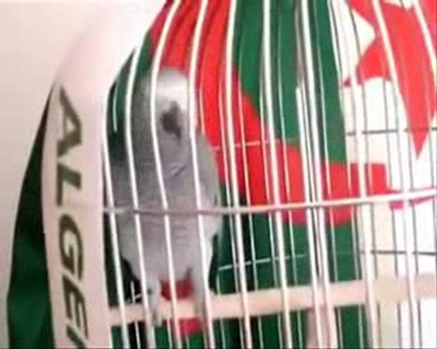 perroquet chante 1 2 3 Viva l_algerie