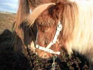 Présentation du troupeau de ma pépette