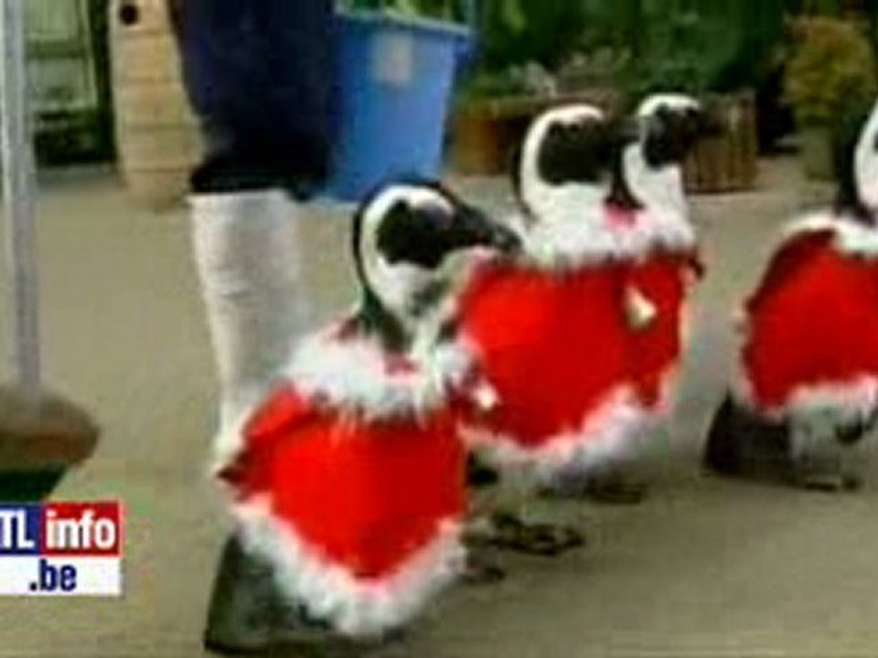 pingouins de noel