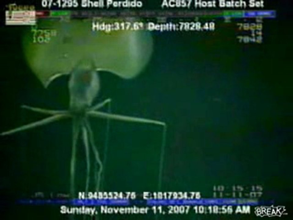Huge and Bizarre Alien Squid Video2