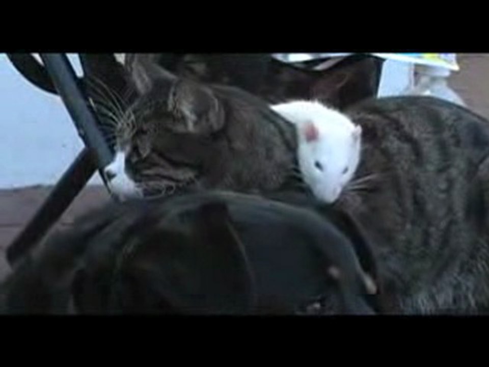 le chien le chat et la souris