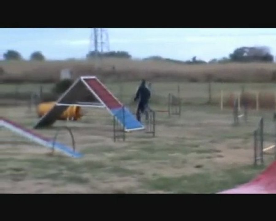 Eous 8 mois entraînement agility