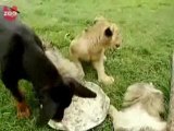 Dog Adopts Lion