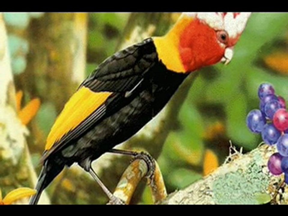 RELAX-ŚPIEW PTAKÓW