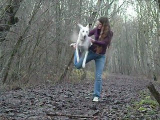 obr en promenade ( 11 décembre )